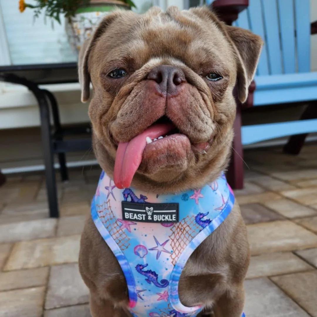 Just Beachy Harness & Leash Set - CLEARANCE