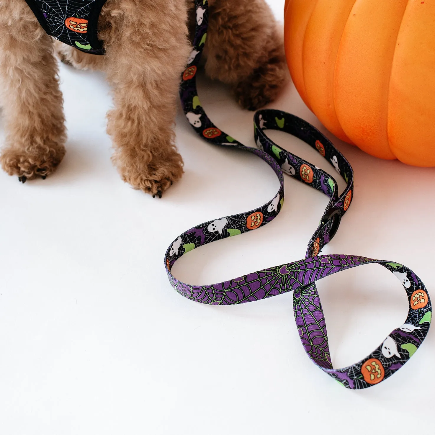 Matching Set- Frenchie Duo Reversible Harness and Comfort Leash- Trick or Treat