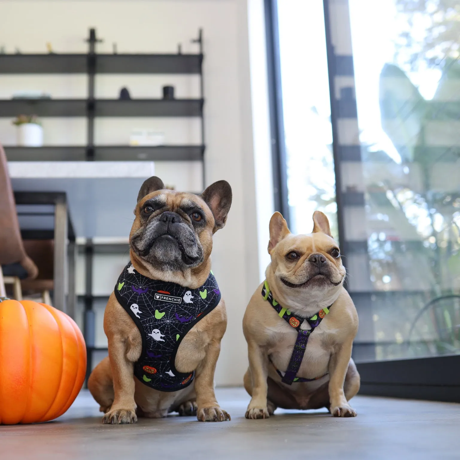 Matching Set- Frenchie Duo Reversible Harness and Comfort Leash- Trick or Treat