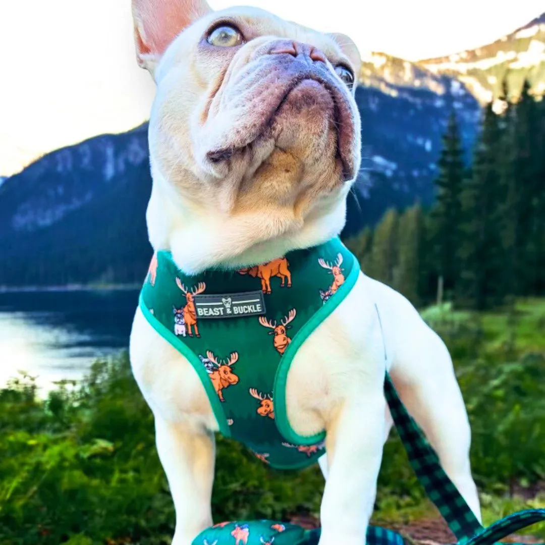 Moose Harness & Leash Set